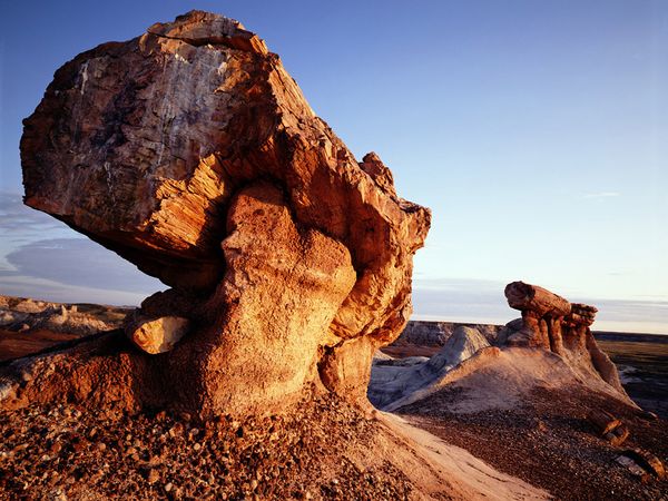 petrified forest 2